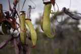 Nepenthes gracilis. Ловчие кувшинчики. Малайзия, штат Саравак, национальный парк \"Бако\". 30.04.2008.