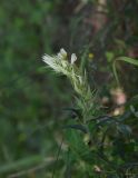 Melampyrum argyrocomum. Верхушка цветущего растения. Республика Адыгея, Майкопский р-н, хр. Скалистый (Уна-Коз), край широколиственного леса (дуб), полянка рядом с краем обрыва. 30 июля. 2022 г.