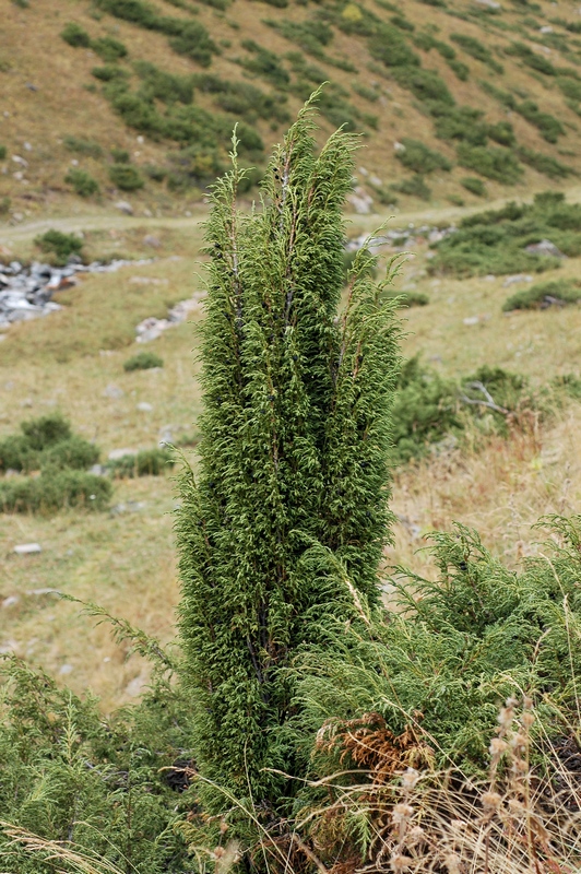 Image of Juniperus pseudosabina specimen.