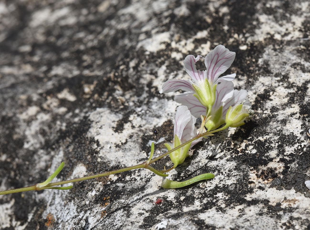 Изображение особи Gypsophila tenuifolia.