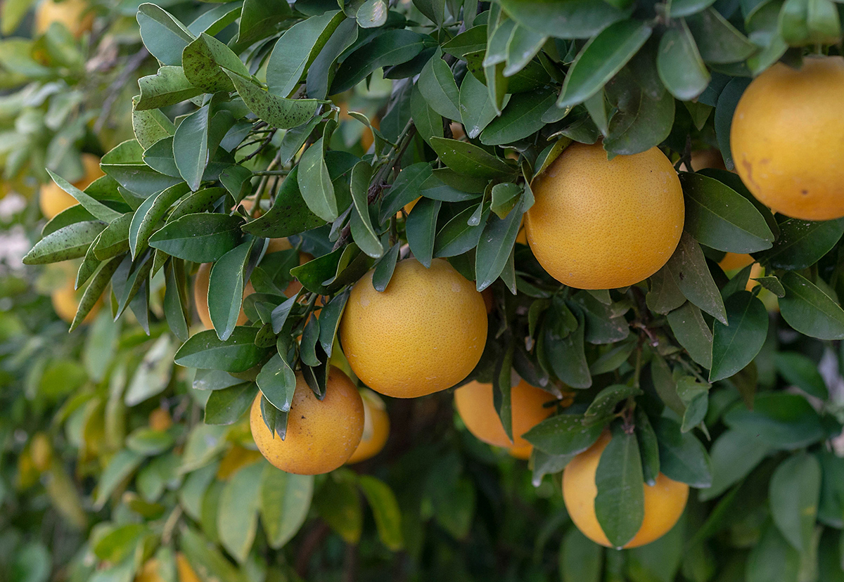 Image of Citrus &times; paradisi specimen.