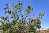 Leucaena leucocephala. Ветви цветущего и плодоносящего растения. Египет, мухафаза Асуан, о-в Агилика, сухой склон. 03.05.2023.