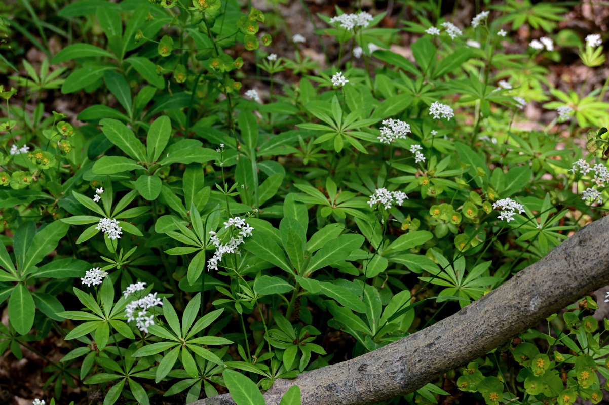 Image of Galium odoratum specimen.