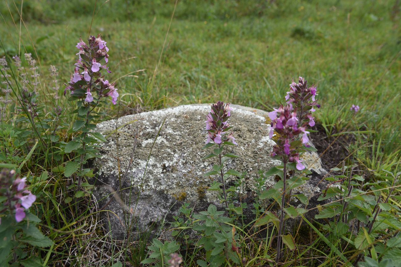 Image of Teucrium chamaedrys specimen.