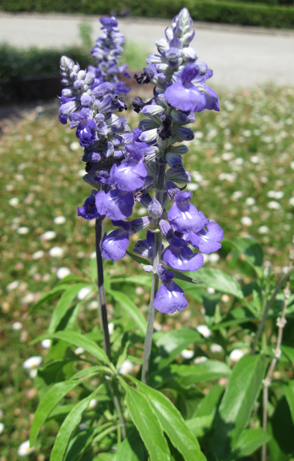 Image of Salvia farinacea specimen.