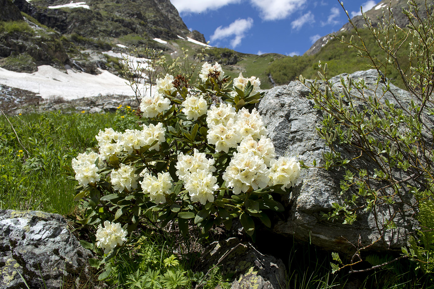 Изображение особи Rhododendron caucasicum.