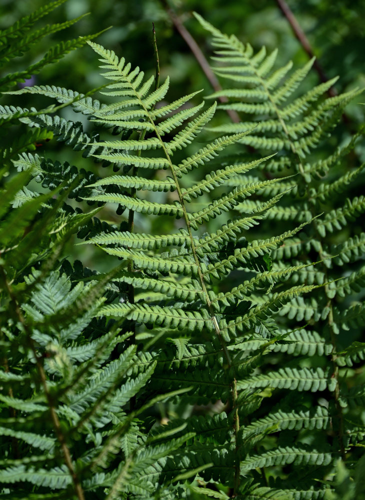 Image of Dryopteris filix-mas specimen.