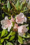 Rhododendron caucasicum. Цветки и листья. Карачаево-Черкесия, Карачаевский р-н, Большой Кавказ, левый борт ущелья Чунгур-Джар под перевалом Малый Кичкинекол, ≈ 2740 м н.у.м., задернованный каменисто-щебнистый склон. 22.07.2023.