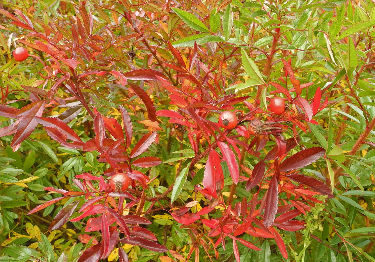 Image of Rosa nitida specimen.