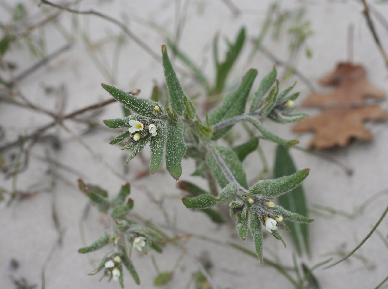 Изображение особи Buglossoides rochelii.