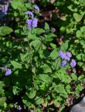 Ageratum houstonianum