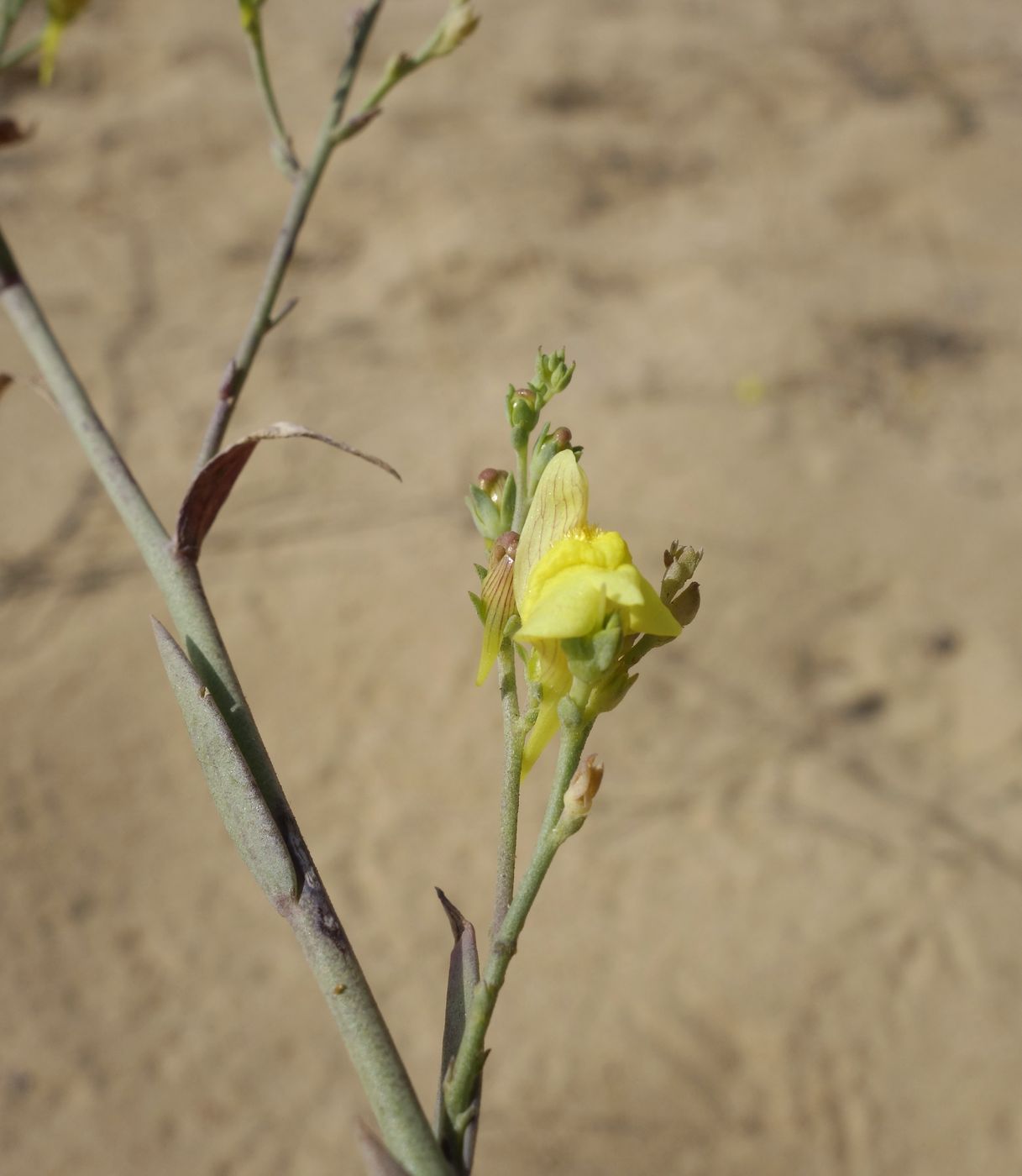 Изображение особи Linaria genistifolia.