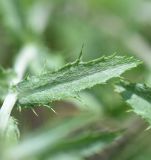 genus Carlina