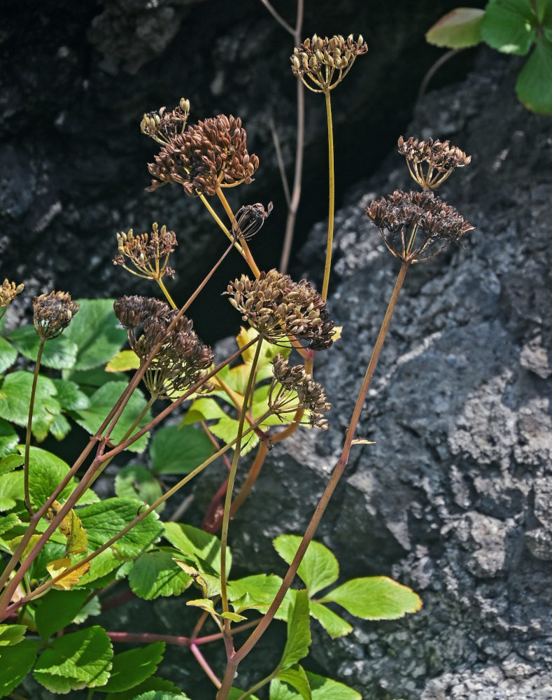 Изображение особи Ligusticum scoticum.