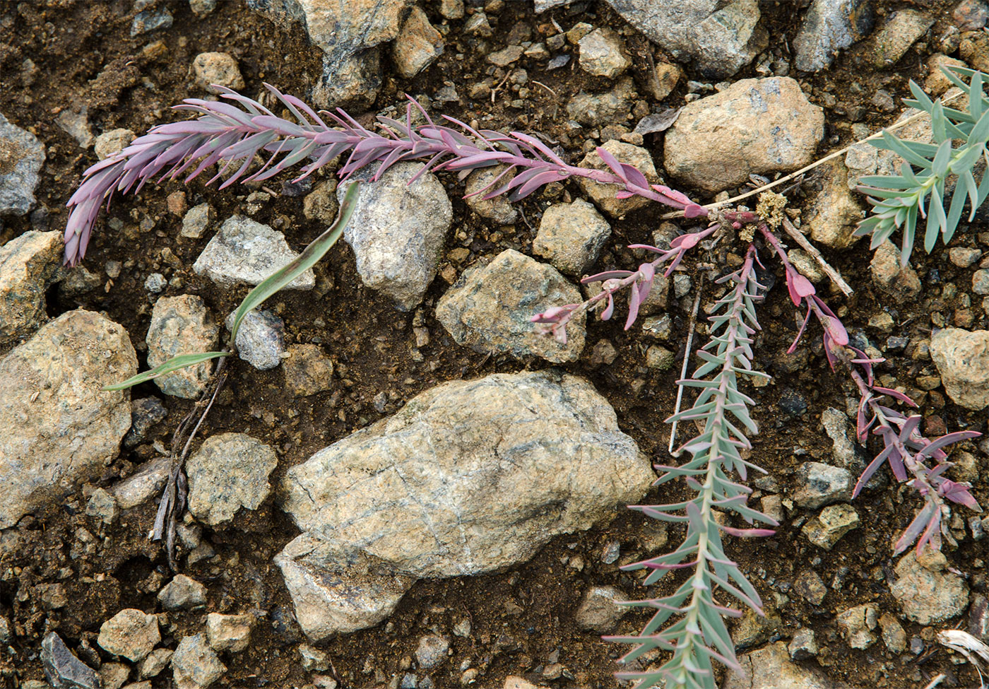 Image of genus Euphorbia specimen.