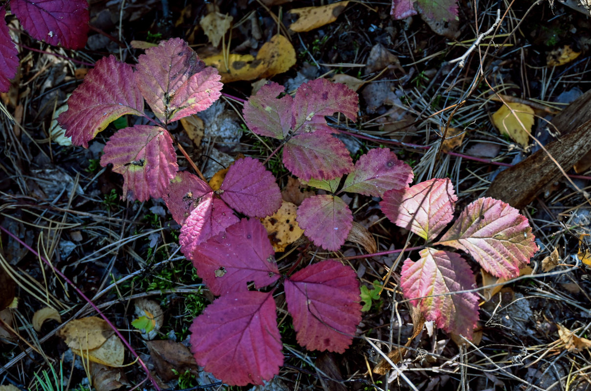 Image of Rubus saxatilis specimen.