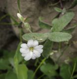 Cerastium ponticum