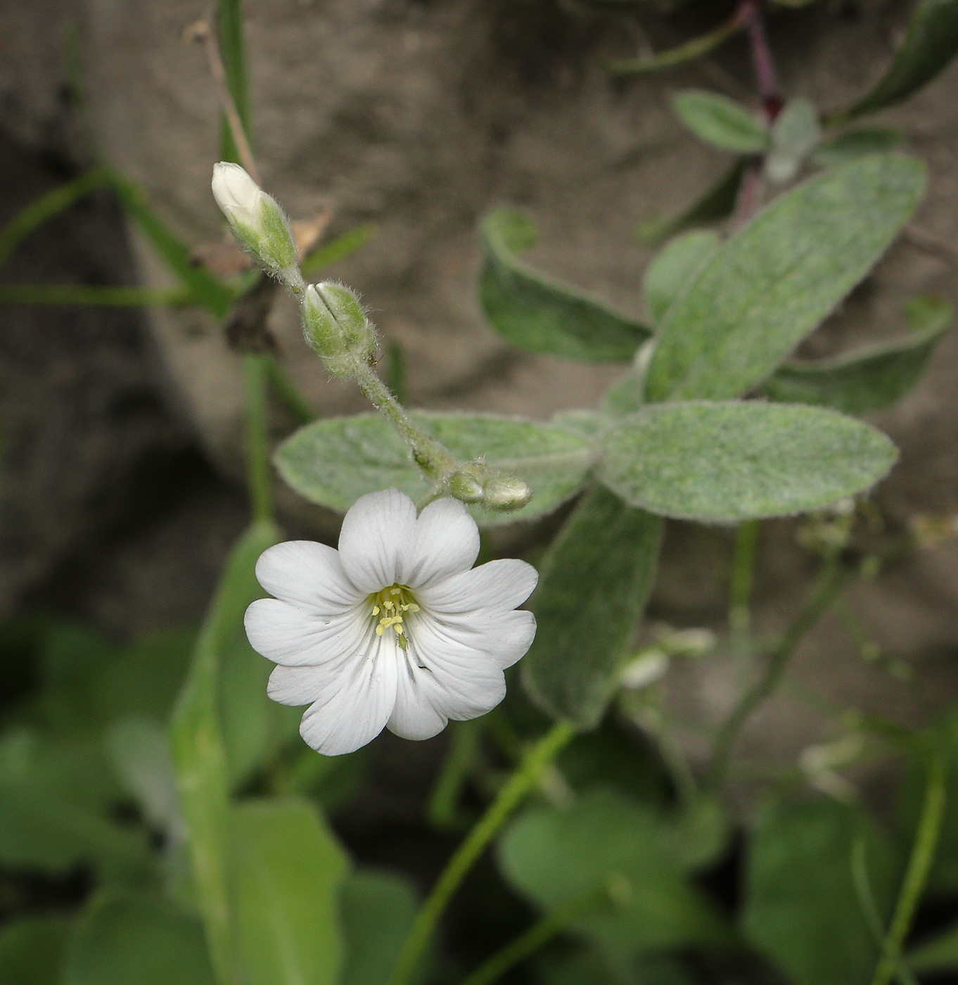 Image of Cerastium ponticum specimen.