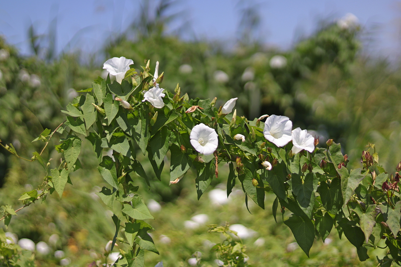 Image of Calystegia sepium specimen.