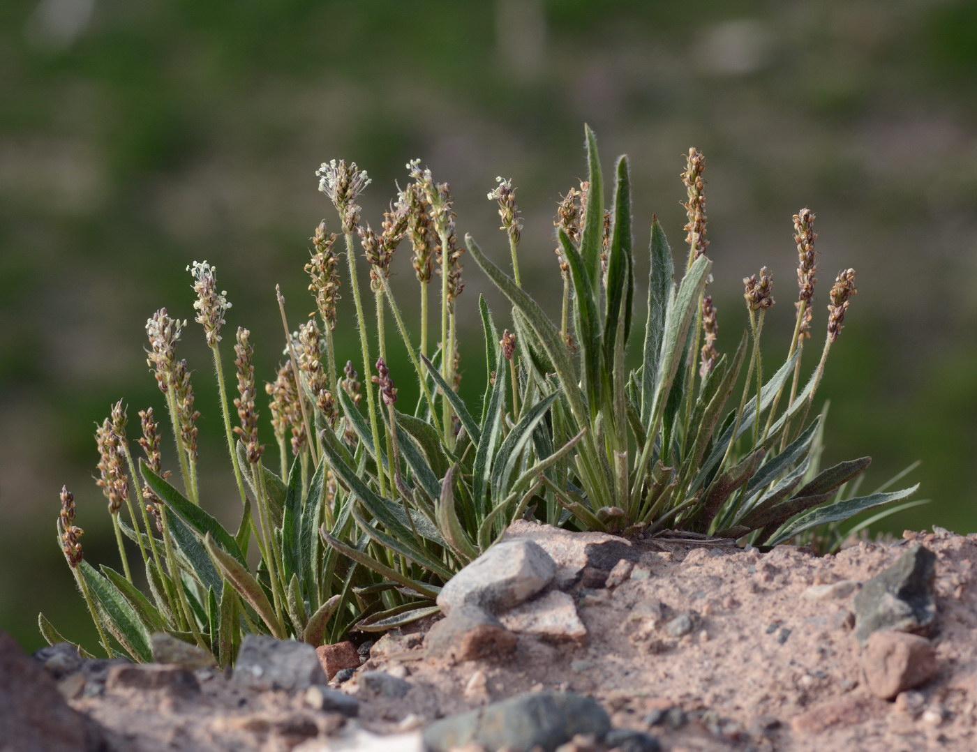 Изображение особи Plantago arachnoidea.