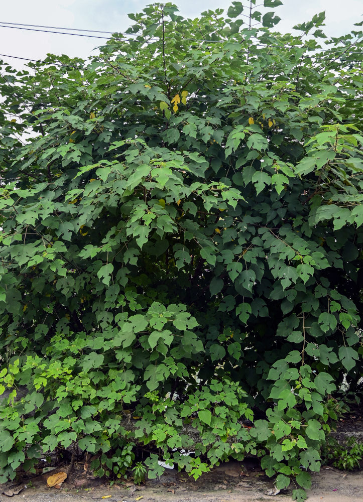 Image of Broussonetia papyrifera specimen.