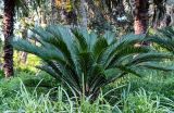 Cycas revoluta. Верхушка вегетирующего растения. Грузия, Аджария, Батумский ботанический сад, в культуре. 16.06.2023.