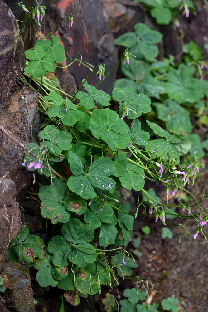 Изображение особи Oxalis debilis var. corymbosa.