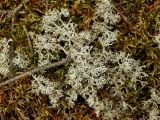 род Cladonia