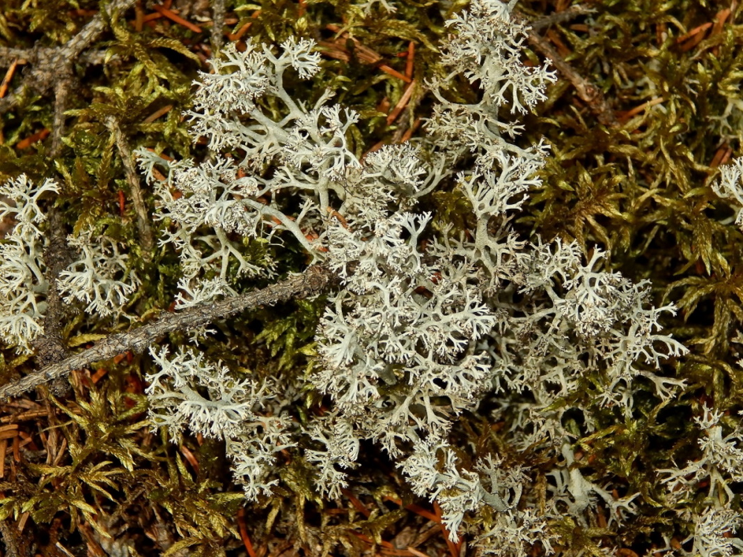 Изображение особи род Cladonia.