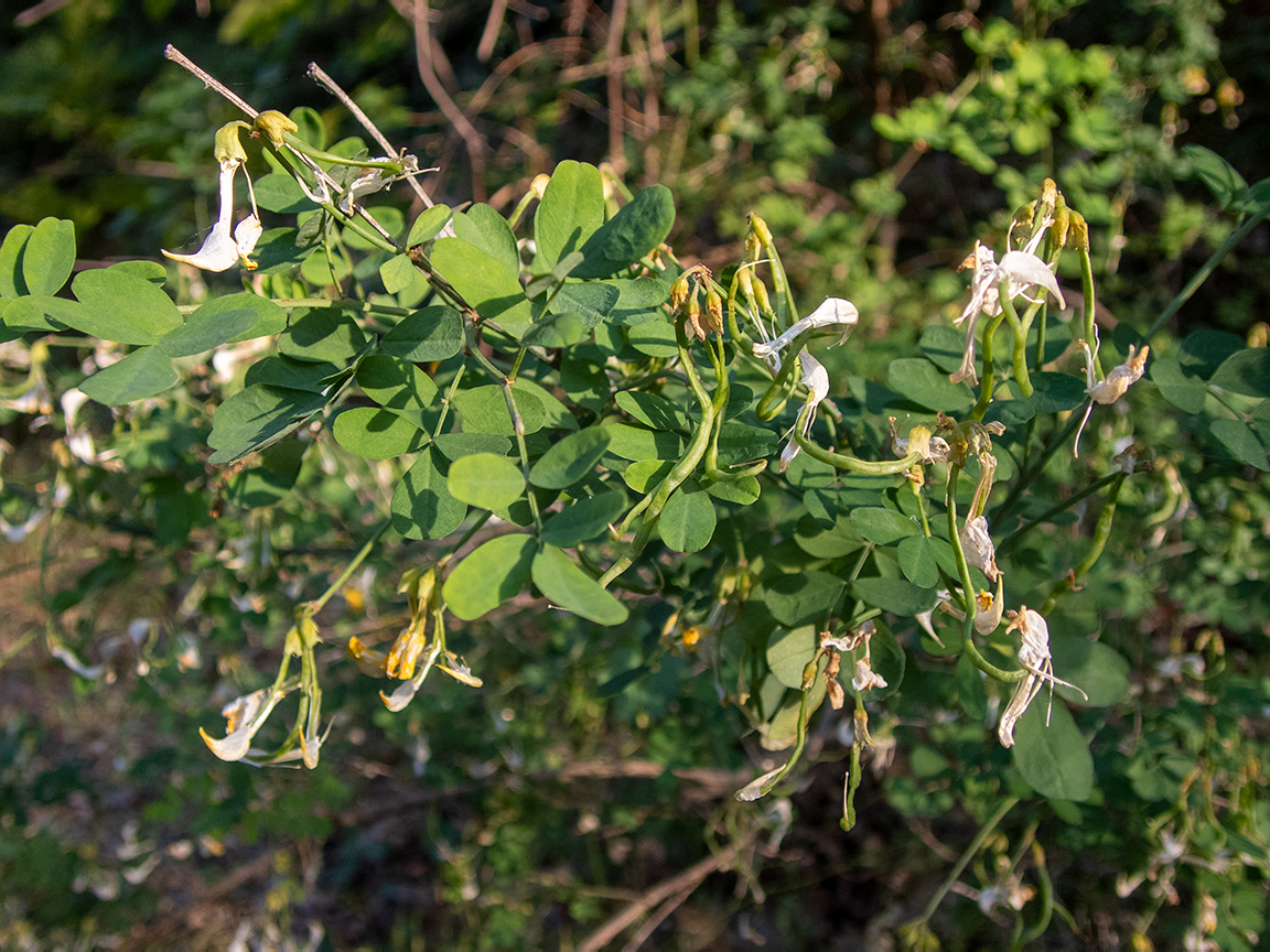 Изображение особи Hippocrepis emeroides.