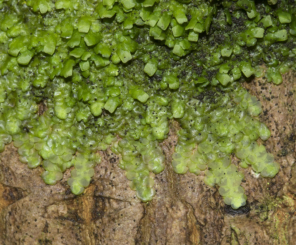 Image of Radula complanata specimen.