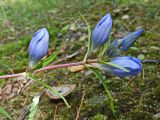 Gentiana triflora. Верхушка побега с бутонами. Хабаровский край, окр. г. Комсомольск-на-Амуре, смешанный лес, заболоченное место. 03.09.2024.