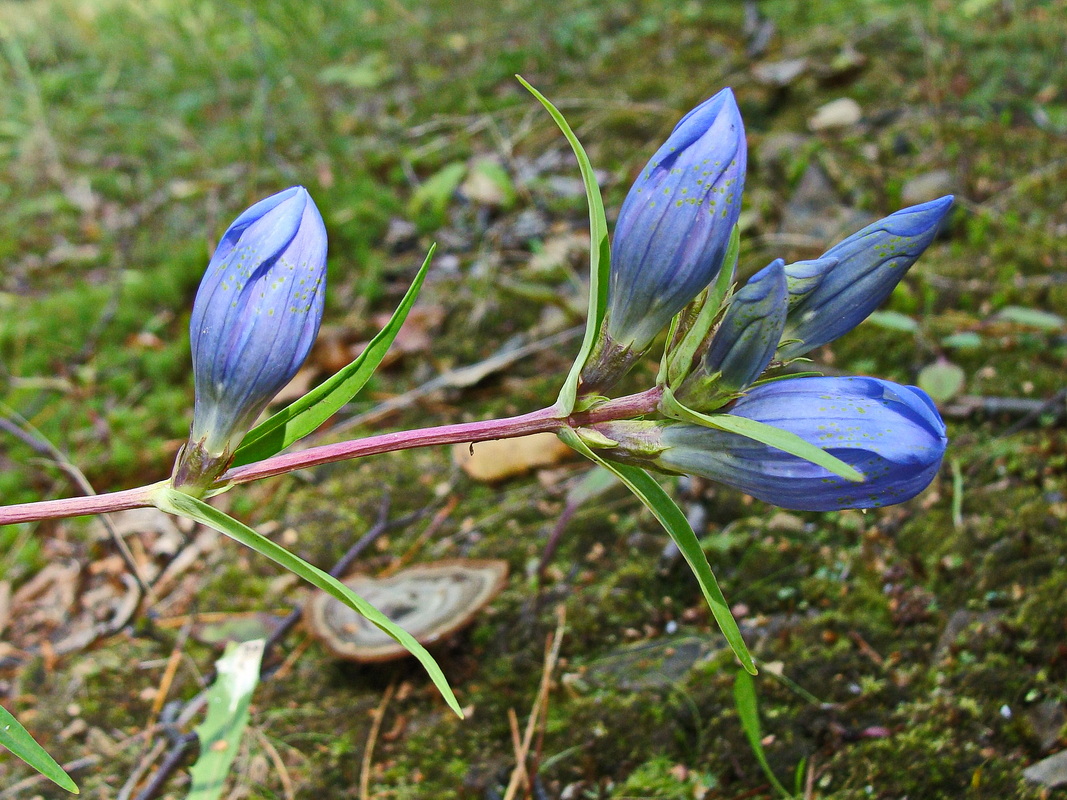 Image of Gentiana triflora specimen.