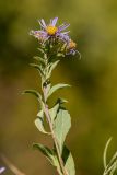 Aster ibericus. Верхушка цветущего растения. Адыгея, Майкопский р-н, хр. Уна-Коз, скальный выход, на кромке обрыва. 30.09.2024.