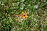 Taraxacum porphyranthum