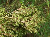 Filipendula palmata. Верхушка соплодия. Хабаровский край, окр. г. Комсомольск-на-Амуре, Силинский лесопарк, зарастающая просека. 11.08.2024.