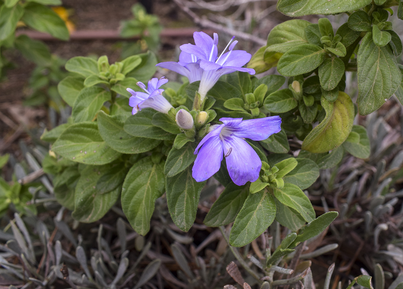 Image of Barleria obtusa specimen.