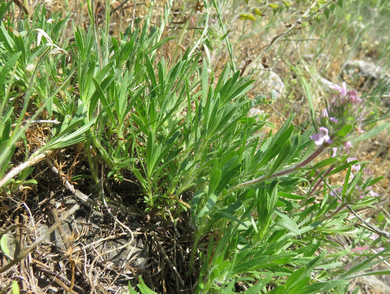 Изображение особи Thymus longedentatus.