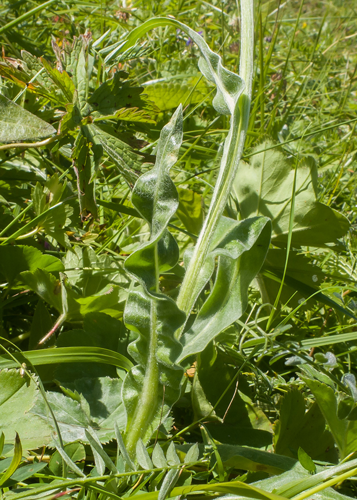 Image of Centaurea cheiranthifolia specimen.