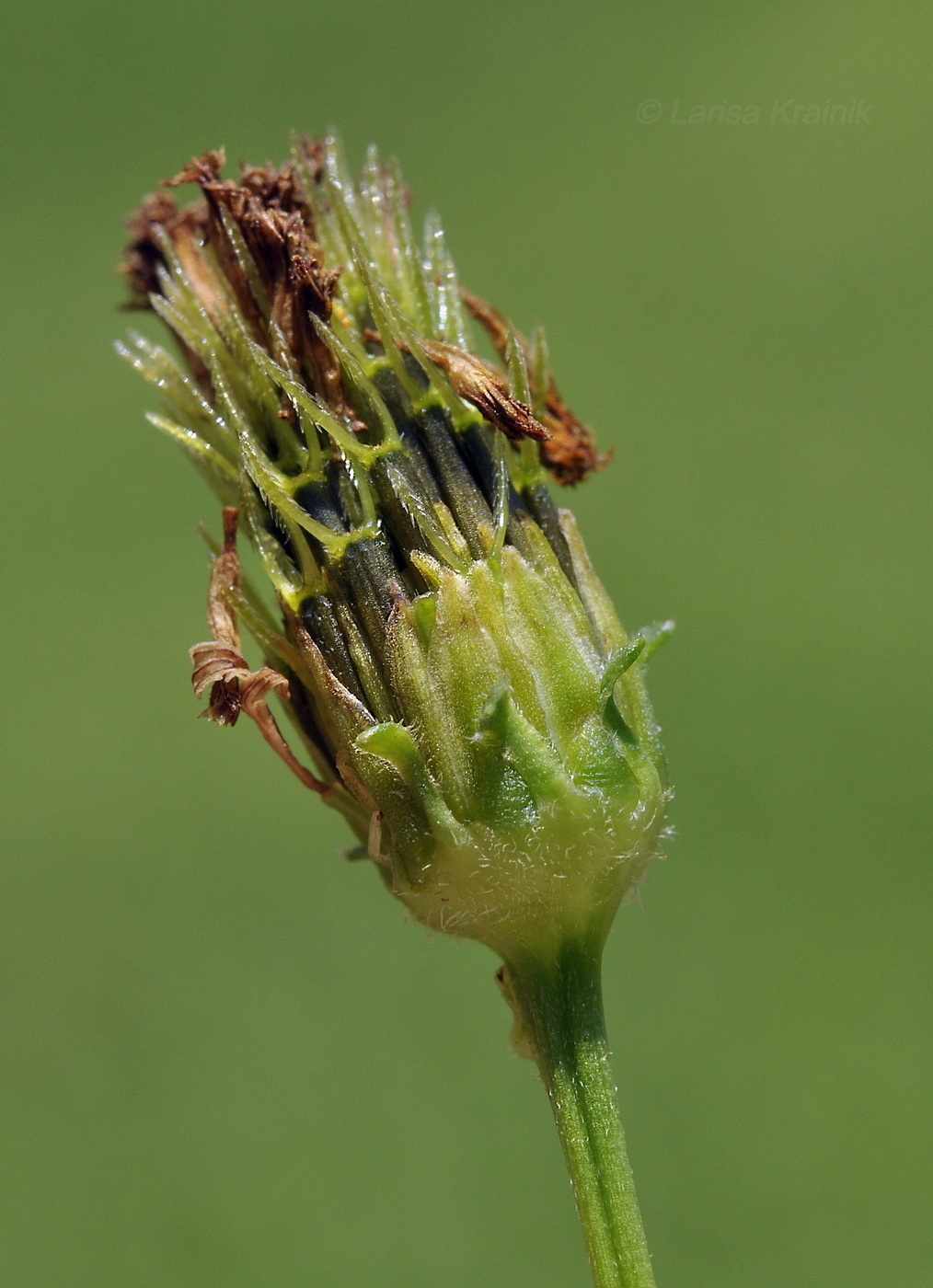 Image of Bidens alba specimen.