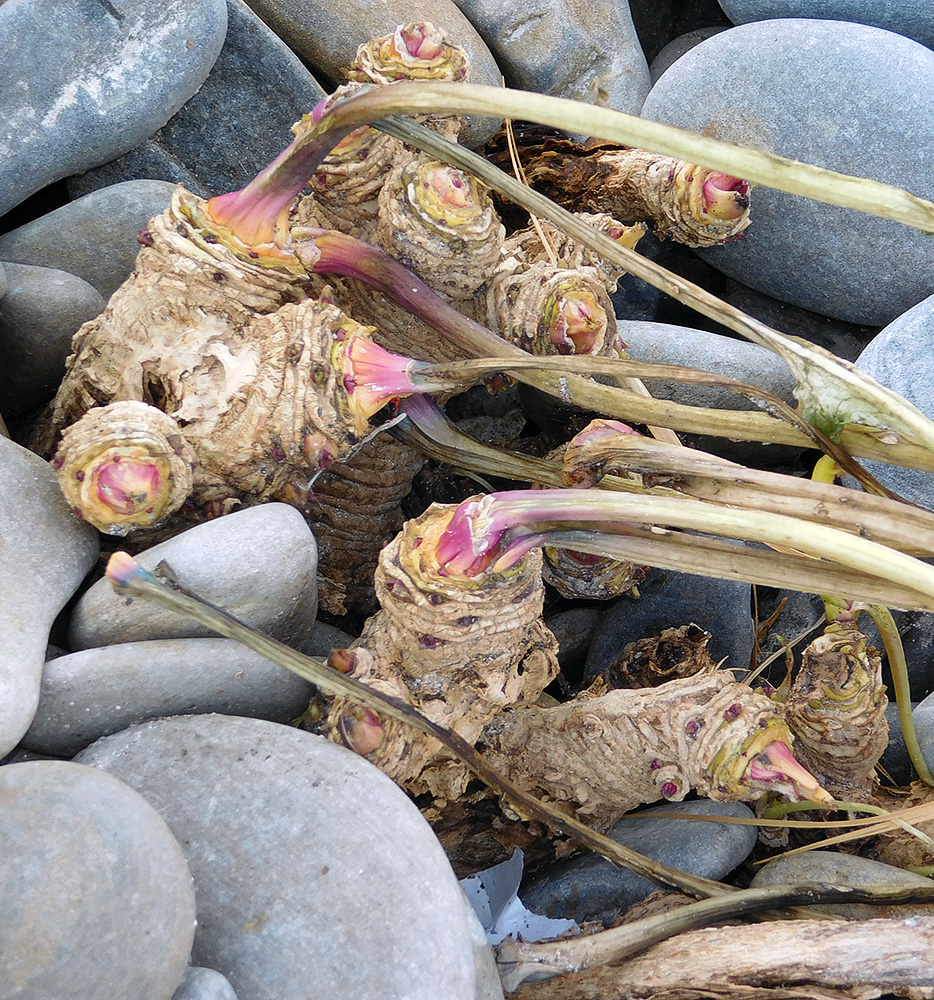 Image of Crambe maritima specimen.