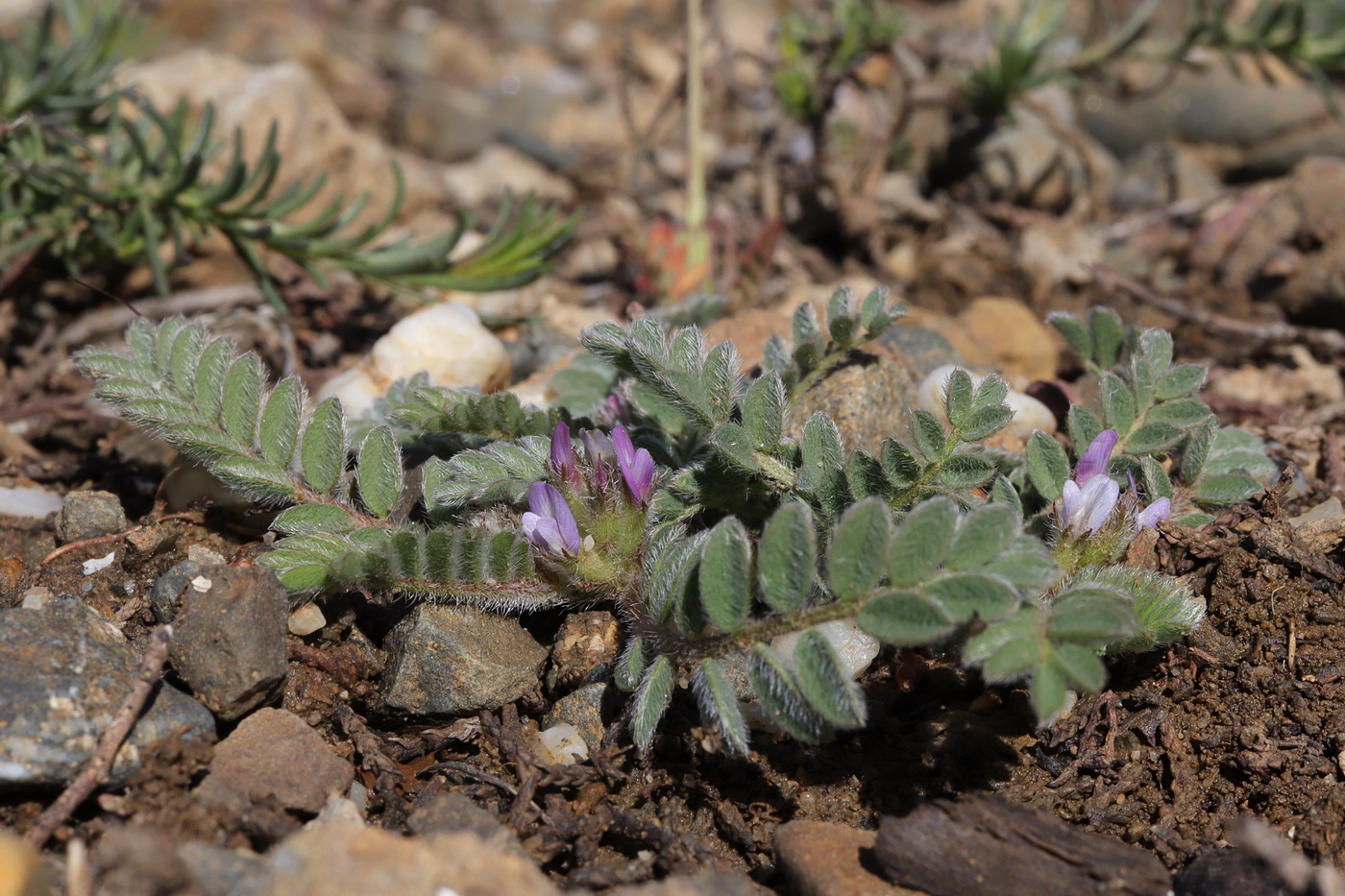 Image of Astragalus sinaicus specimen.