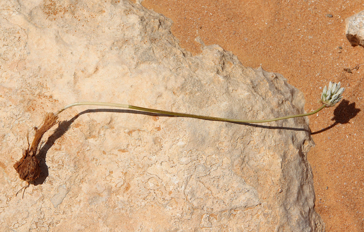 Изображение особи Allium barthianum.