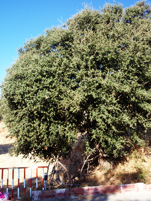 Image of Quercus calliprinos specimen.