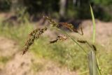 View full-size image Echinochloa crus-galli