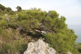 Pinus halepensis. Растение на прибрежных скалах. Италия, Лацио, Латина, бухта Гаэта. 08.04.2011.