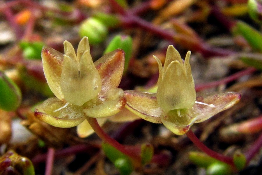 Image of Sagina maritima specimen.