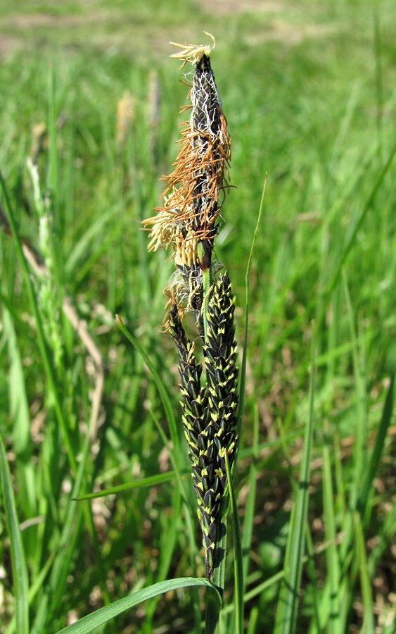 Image of Carex nigra specimen.