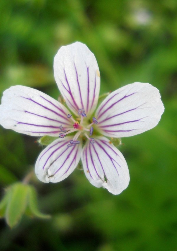 Image of Geranium asiaticum specimen.