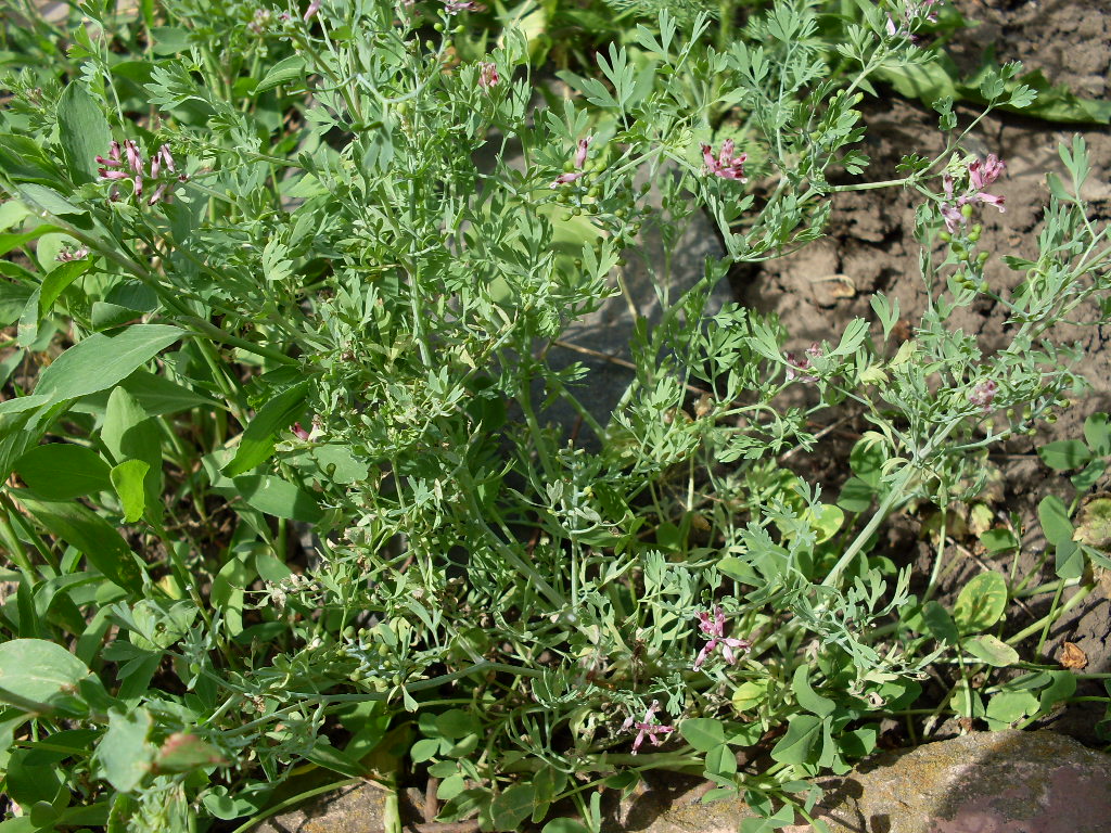 Image of Fumaria schleicheri specimen.